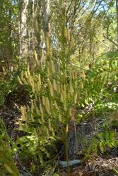 Lycopodium deuterodensum. Mature strobili with spreading sporophylls on aerial stem.
 Image: L.R. Perrie © Leon Perrie CC BY-NC 4.0